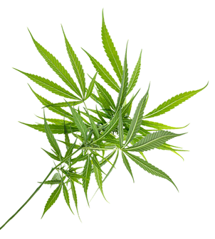 banleaf